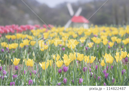 新潟　チューリップ畑（越後丘陵公園） 114822487