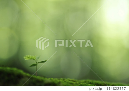 森の中の芽生え 114822557