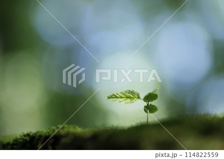 森の中の芽生え 114822559