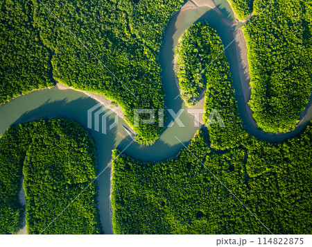 Amazing abundant mangrove forest, Aerial view of forest trees Rainforest ecosystem and healthy environment background Amazing abundant mangrove forest, Aerial view of forest trees Rainforest ecosystem and healthy environment background 114822875