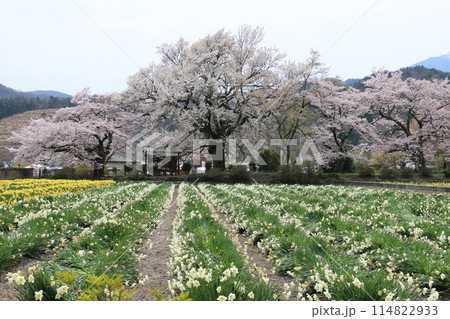 甲州の名刹実相寺のさくら 114822933