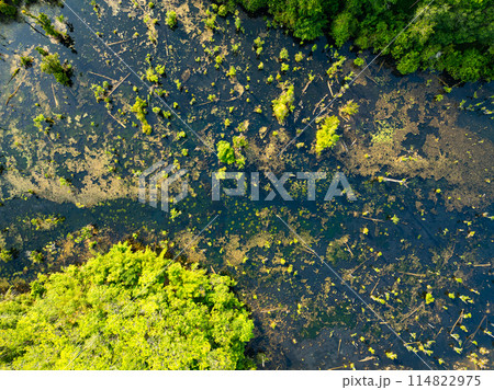Aerial view top down Drone view over swamp or lake,Amazing nature view in the morning at Klong root lake Krabi Thailand 114822975