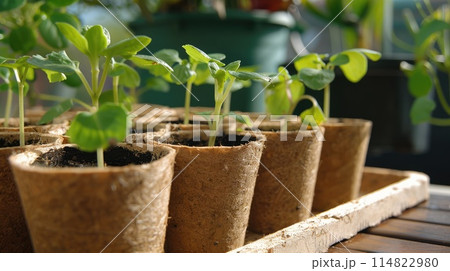 Seedling seedlings in peat cups close-up Seedling seedlings in peat cups close-up 114822980