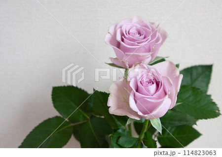 紫色の薔薇 114823063