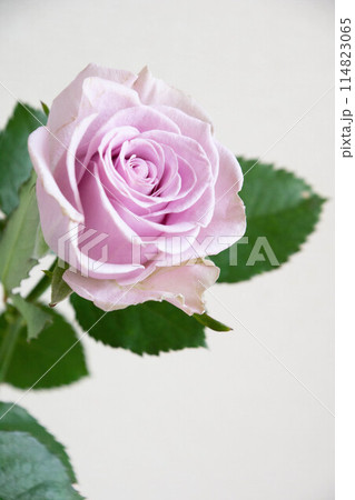 紫色の薔薇 114823065