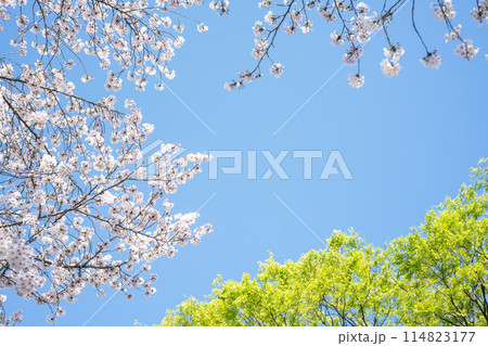 春の風景さくら 114823177