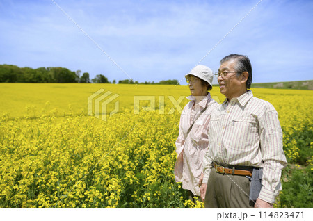 満開の菜の花畑を観光するシニアの夫婦 114823471