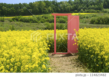 満開の菜の花畑とピンクのドア 114823482
