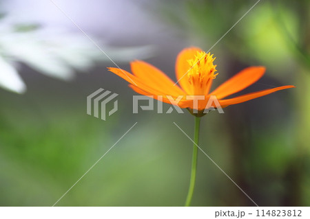 秋の花壇に咲くキバナコスモス 114823812