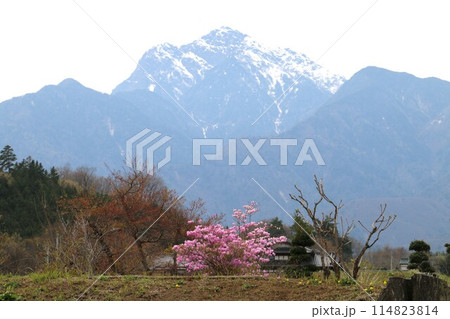 甲斐駒ケ岳を背に凛と立つ一本桜 甲斐駒ケ岳を背に凛と立つ一本桜 114823814
