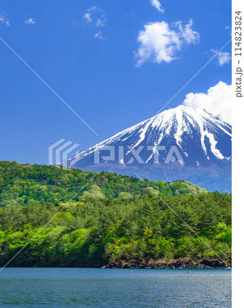 山梨県・青空と富士山の絶景(初夏の西湖から) 山梨県・青空と富士山の絶景(初夏の西湖から) 114823824
