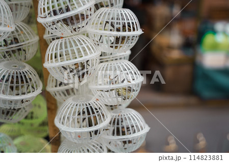 キリギリス 昆虫　鳴き声　虫 114823881