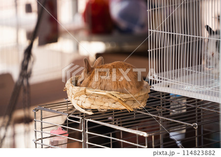ケージで飼育されているウサギ　兎 114823882