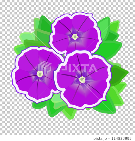 帶有白色邊框的紫色矮牽牛花的插圖 帶有白色邊框的紫色矮牽牛花的插圖 114823993