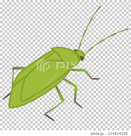 カメムシを斜めから描いたベクターイラスト 114824108