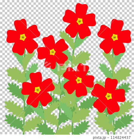 Illustration of San Britannia Scarlet 114824437