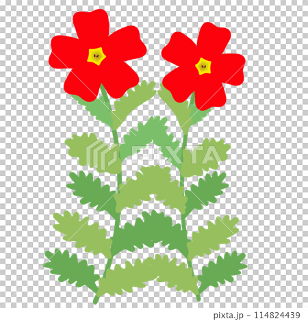 Illustration of San Britannia Scarlet 114824439