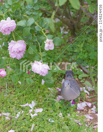 日本の横浜の港の見える丘公園のバラの花 114824456