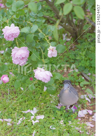 日本の横浜の港の見える丘公園のバラの花 114824457