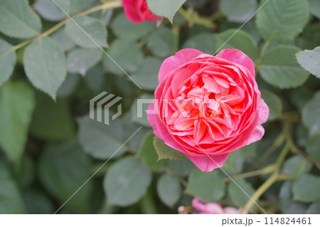 日本の横浜の港の見える丘公園のバラの花 日本の横浜の港の見える丘公園のバラの花 114824461