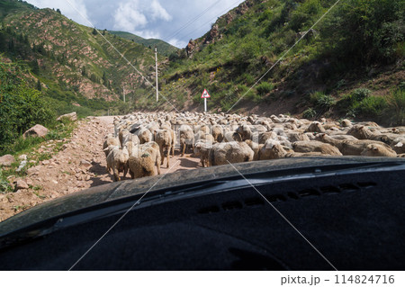 A flock of sheep blocking the dusty dirt road winding through valley with mountains at sunny day. View from inside a car. 114824716