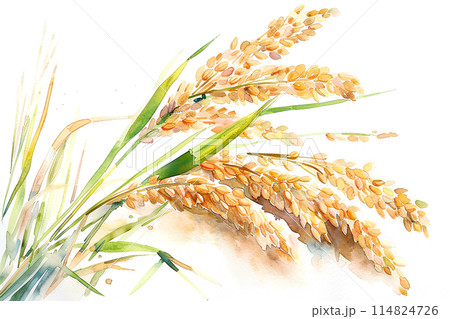 たわわに実った稲穂 114824726