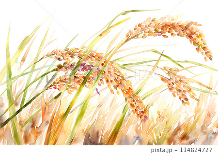 たわわに実った稲穂 114824727