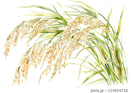 たわわに実った稲穂 114824728
