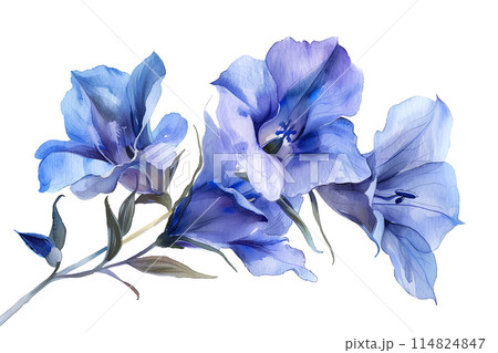 リンドウの花 リンドウの花 114824847