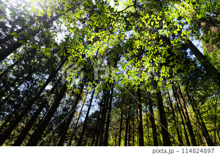 新緑輝く森の中と木漏れ日(癒し・マイナスイオン・エコ・環境) 新緑輝く森の中と木漏れ日(癒し・マイナスイオン・エコ・環境) 114824897