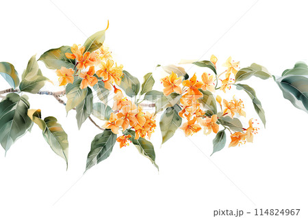 金木犀(キンモクセイ)の花 金木犀(キンモクセイ)の花 114824967