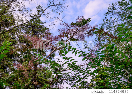 森の中で見上げた空 114824983