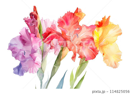 色とりどりのグラジオラス 色とりどりのグラジオラス 114825056