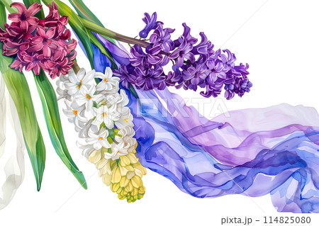 色とりどりのヒヤシンス 色とりどりのヒヤシンス 114825080