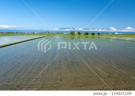 田植えが終わったころの近江盆地の南部の水田地帯 114825109