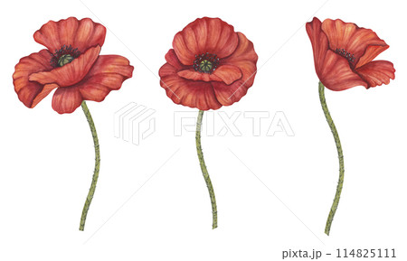 Red poppy flowers banner set. Memorial Day in USA, Anzac Day in Australia. Remember and honor. Meadow wild blossom, field blooming. Hand drawn watercolor illustration isolated background. Red poppy flowers banner set. Memorial Day in USA, Anzac Day in Australia. Remember and honor. Meadow wild blossom, field blooming. Hand drawn watercolor illustration isolated background. 114825111