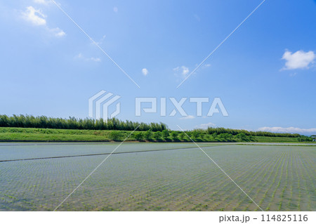 田植えが終わったころの近江盆地の南部の水田地帯 114825116