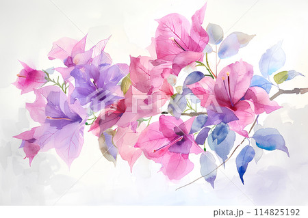 ブーゲンビリアの花のイラスト素材 [114825192] - PIXTA