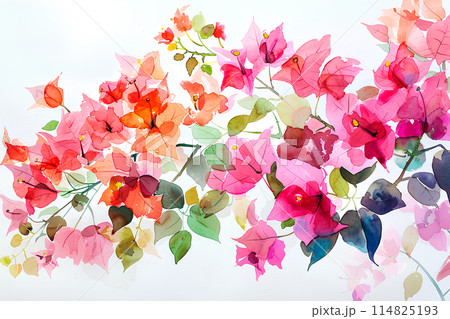 ブーゲンビリアの花のイラスト素材 [114825193] - PIXTA