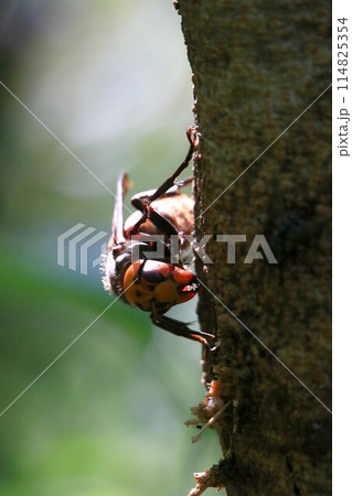 忙しい女王蜂 114825354