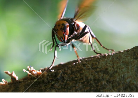 忙しい女王蜂 忙しい女王蜂 114825355