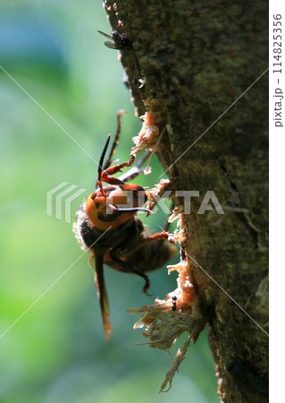 忙しい女王蜂 114825356