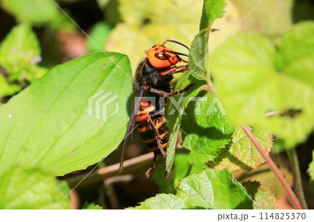 オオスズメバチ オオスズメバチ 114825370