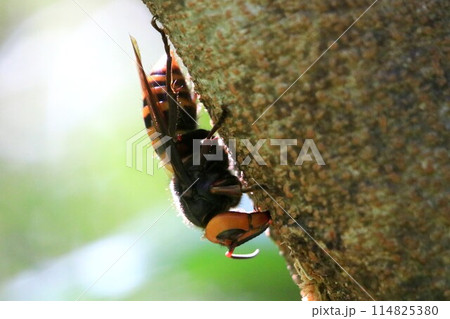 オオスズメバチ 114825380
