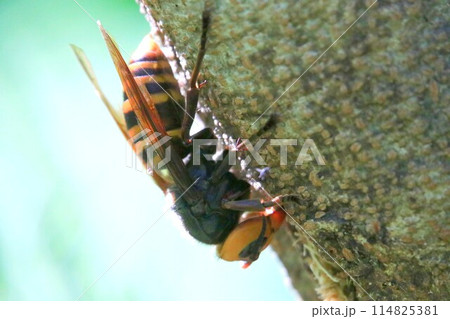 忙しい女王蜂 114825381