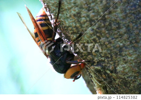 忙しい女王蜂 忙しい女王蜂 114825382