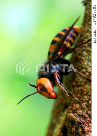 忙しい女王蜂 114825385