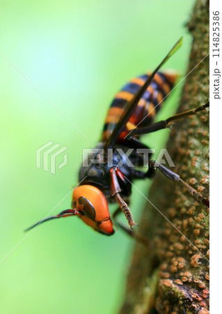 忙しい女王蜂 忙しい女王蜂 114825386