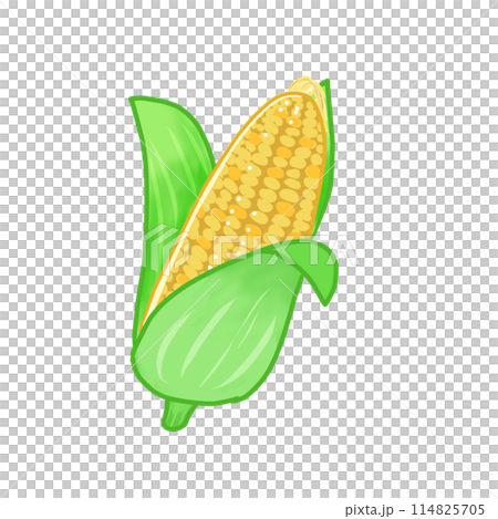 Summer Vegetables Fresh corn with its husk and silk still attached is a staple at summer festivals, delicious whether boiled or grilled. 114825705