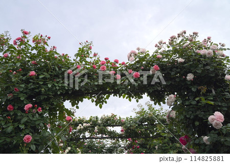 日本の横浜の港の見える丘公園のバラの花 114825881